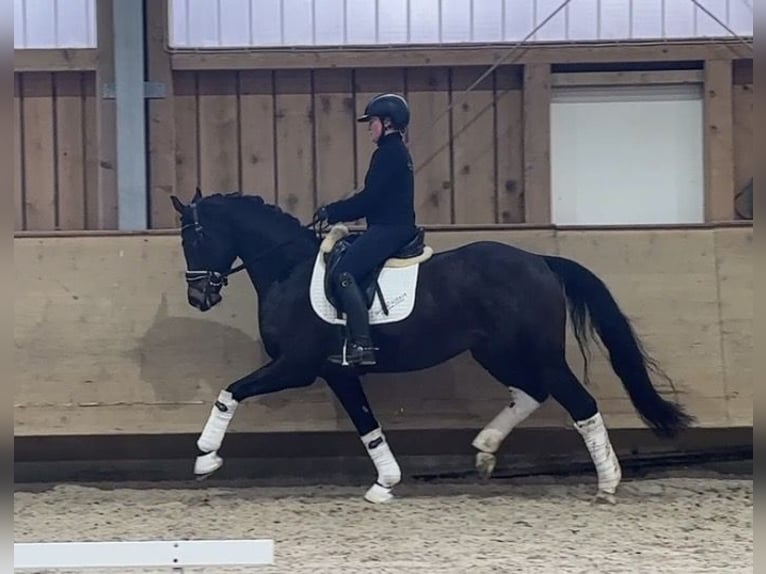 Deutsches Sportpferd Wallach 4 Jahre 161 cm Dunkelbrauner in Jengen