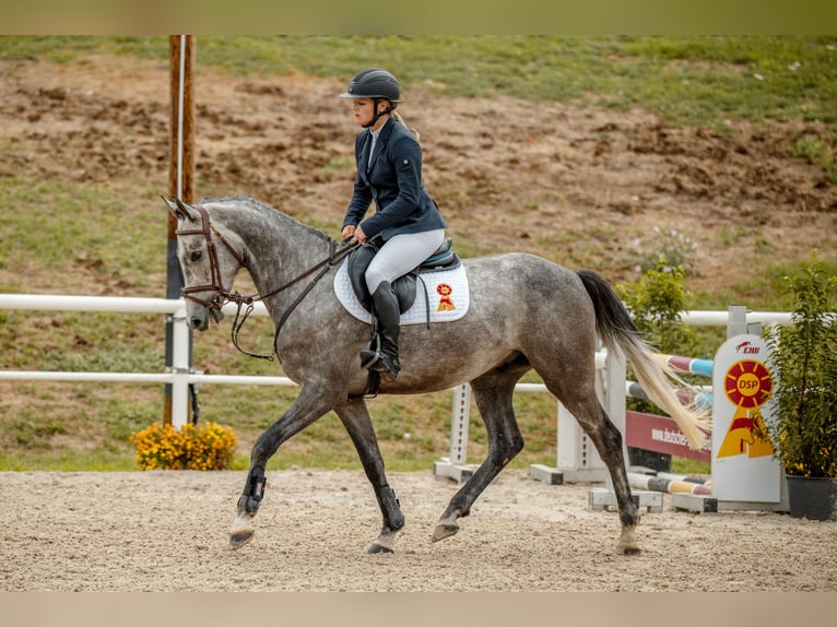 Deutsches Sportpferd Wallach 4 Jahre 161 cm Schimmel in Gomadingen