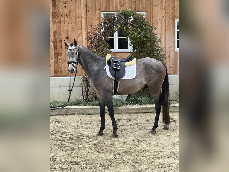 Deutsches Sportpferd Wallach 4 Jahre 162 cm Apfelschimmel in Passail