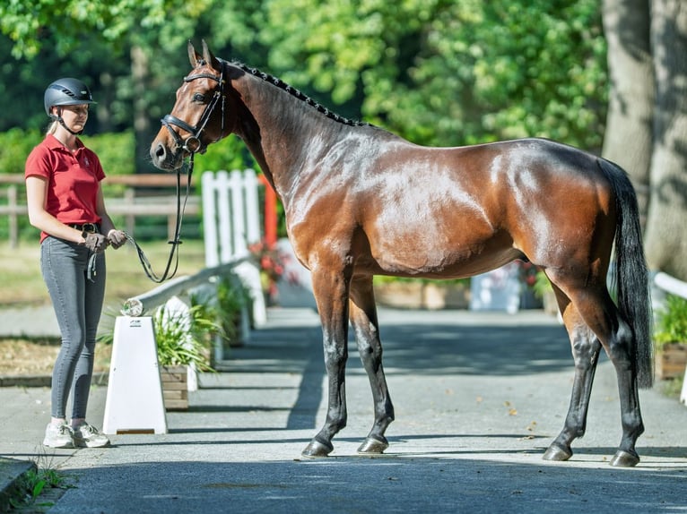 Deutsches Sportpferd Wallach 4 Jahre 162 cm Brauner in M&#xFC;nster-Handorf