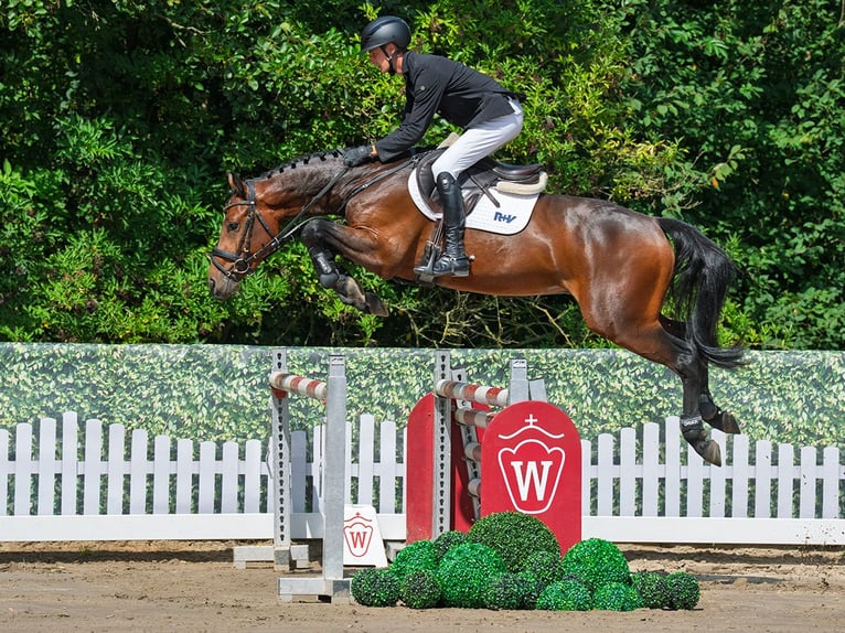 Deutsches Sportpferd Wallach 4 Jahre 162 cm Brauner in M&#xFC;nster-Handorf
