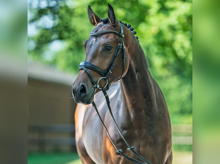 Deutsches Sportpferd Wallach 4 Jahre 162 cm Brauner in M&#xFC;nster-Handorf