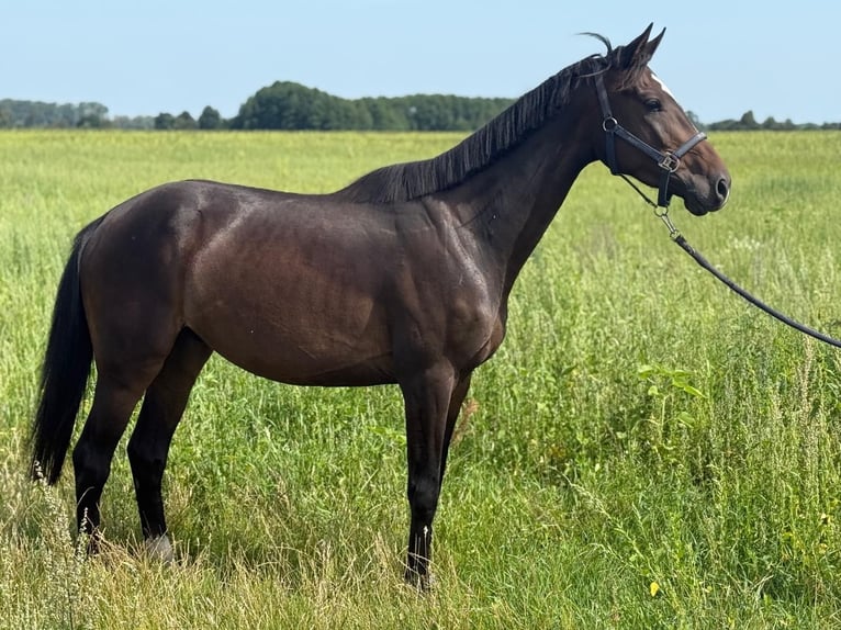 Deutsches Sportpferd Wallach 4 Jahre 162 cm Brauner in Rhinow