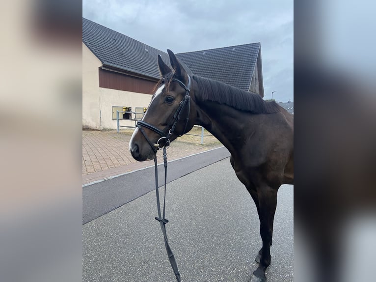 Deutsches Sportpferd Wallach 4 Jahre 162 cm Dunkelbrauner in Stimpfach