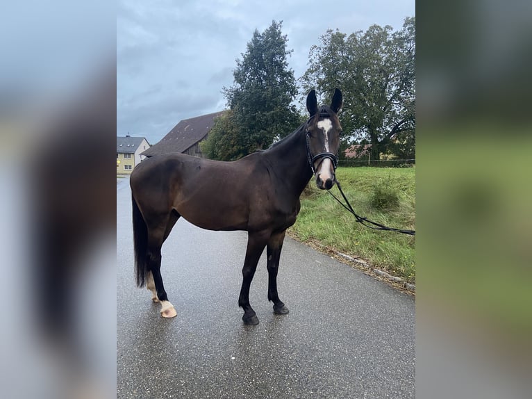 Deutsches Sportpferd Wallach 4 Jahre 162 cm Dunkelbrauner in Stimpfach