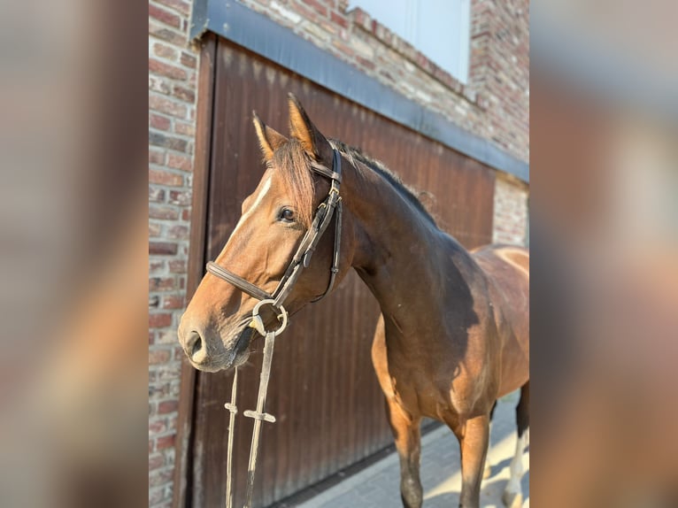 Deutsches Sportpferd Wallach 4 Jahre 162 cm Dunkelbrauner in Grevenbroich