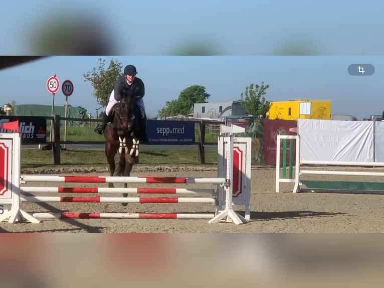 Deutsches Sportpferd Wallach 4 Jahre 162 cm Dunkelfuchs in Neumarkt in der Oberpfalz