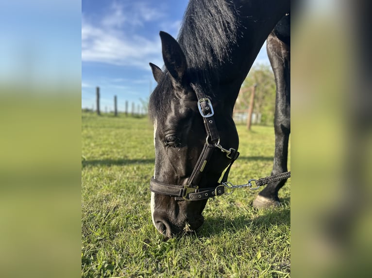 Deutsches Sportpferd Wallach 4 Jahre 162 cm Rappe in Mittenwalde
