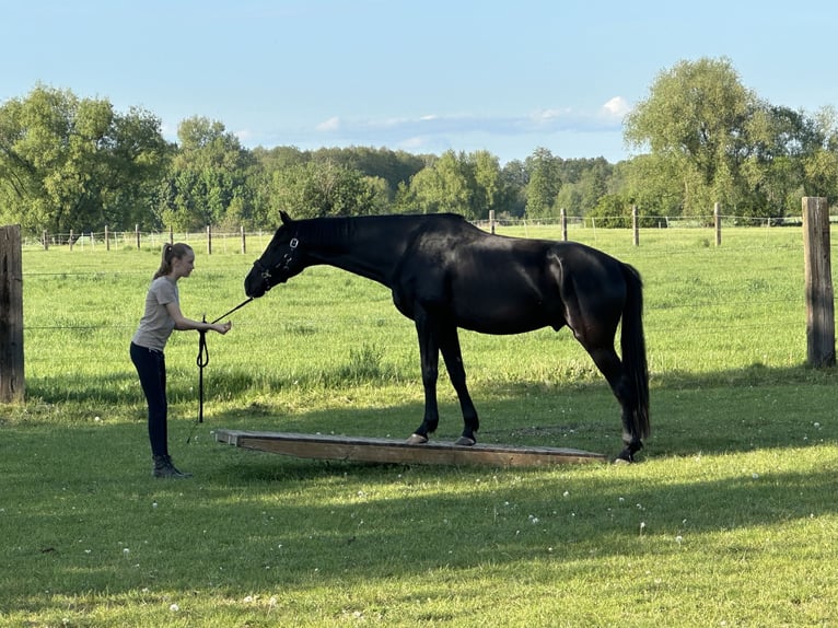 Deutsches Sportpferd Wallach 4 Jahre 162 cm Rappe in Mittenwalde