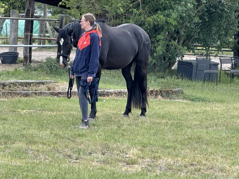 Deutsches Sportpferd Wallach 4 Jahre 162 cm Rappe in Mittenwalde