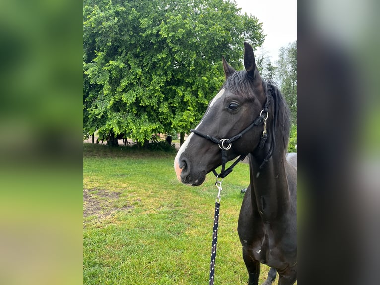 Deutsches Sportpferd Wallach 4 Jahre 162 cm Rappe in Mittenwalde