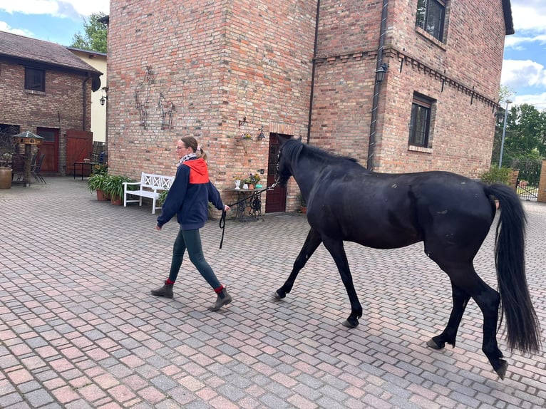 Deutsches Sportpferd Wallach 4 Jahre 162 cm Rappe in Mittenwalde