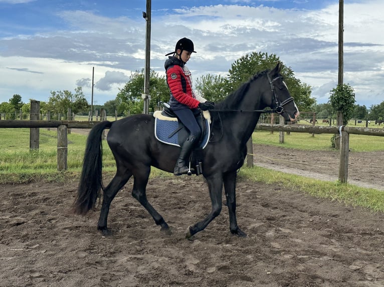 Deutsches Sportpferd Wallach 4 Jahre 162 cm Rappe in Mittenwalde