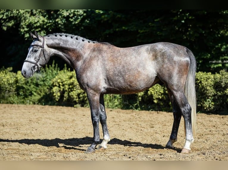 Deutsches Sportpferd Wallach 4 Jahre 162 cm Schimmel in Riedstadt