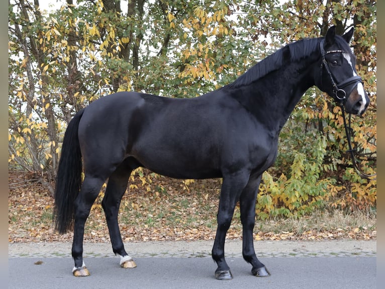 Deutsches Sportpferd Wallach 4 Jahre 162 cm Schwarzbrauner in Isterberg