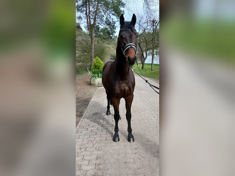 Deutsches Sportpferd Wallach 4 Jahre 163 cm Brauner in Kirchdorf