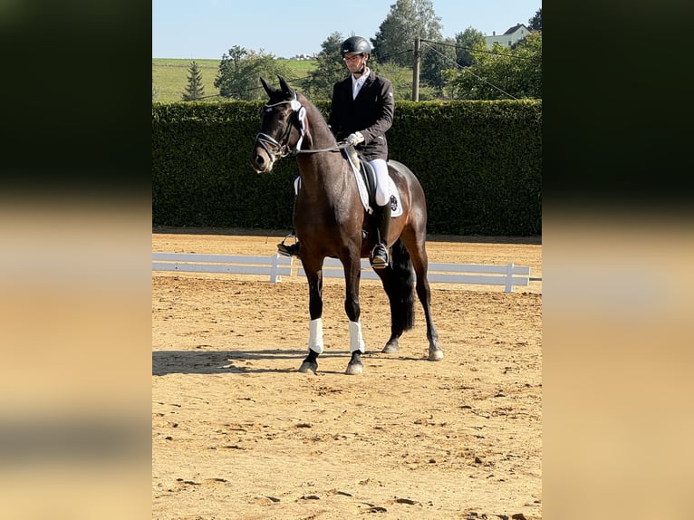 Deutsches Sportpferd Wallach 4 Jahre 163 cm Brauner in Priestewitz