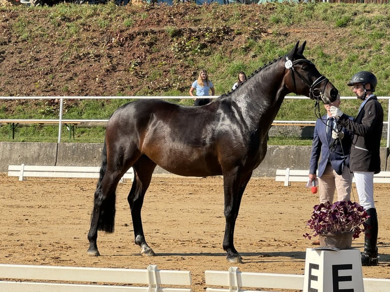 Deutsches Sportpferd Wallach 4 Jahre 163 cm Brauner in Priestewitz