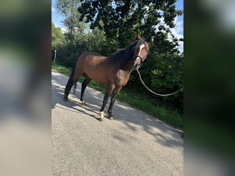 Deutsches Sportpferd Wallach 4 Jahre 163 cm Brauner in Herrieden