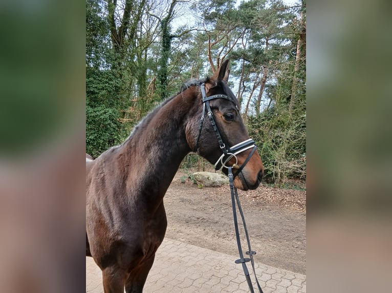 Deutsches Sportpferd Wallach 4 Jahre 163 cm Dunkelbrauner in Kirchdorf