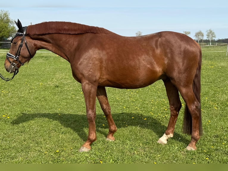 Deutsches Sportpferd Wallach 4 Jahre 163 cm Dunkelfuchs in Eilenburg