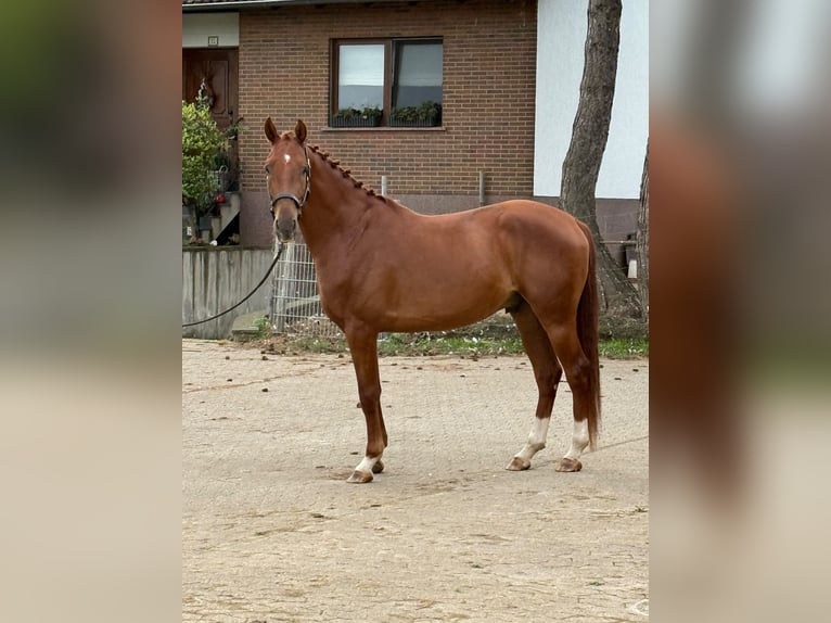 Deutsches Sportpferd Wallach 4 Jahre 163 cm Fuchs in Erftstadt