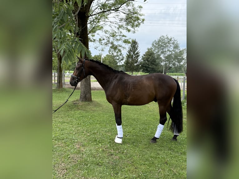 Deutsches Sportpferd Wallach 4 Jahre 164 cm Brauner in Vechta