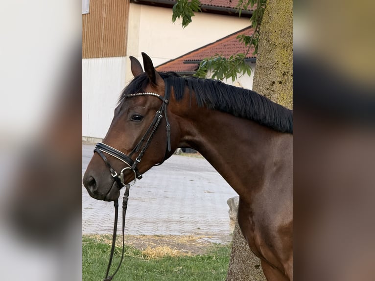 Deutsches Sportpferd Wallach 4 Jahre 164 cm Brauner in Vechta