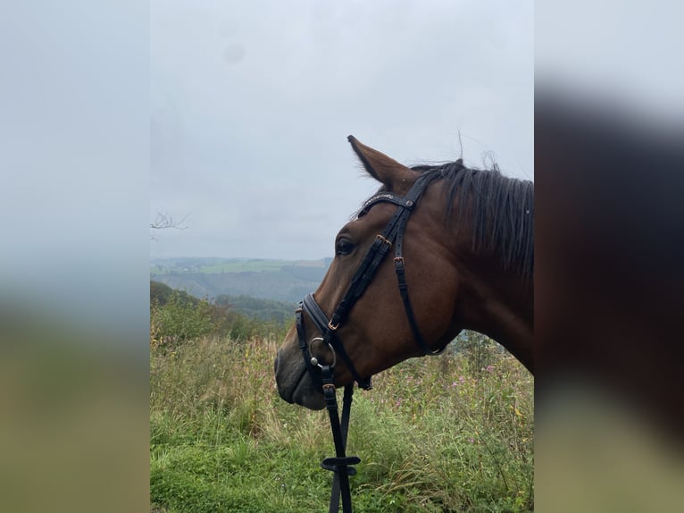 Deutsches Sportpferd Wallach 4 Jahre 164 cm Brauner in Drolshagen