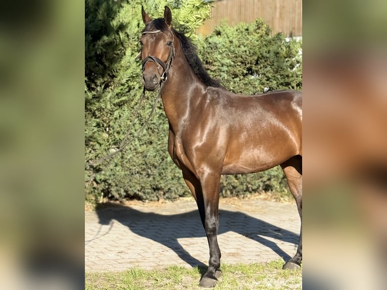 Deutsches Sportpferd Wallach 4 Jahre 164 cm Dunkelbrauner in Karlsfeld