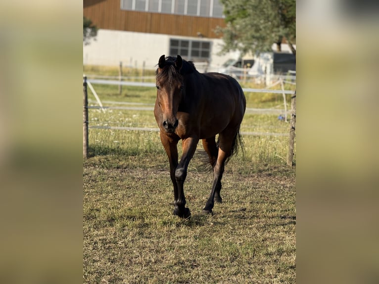 Deutsches Sportpferd Wallach 4 Jahre 164 cm Dunkelbrauner in Karlsfeld