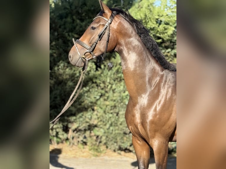 Deutsches Sportpferd Wallach 4 Jahre 164 cm Dunkelbrauner in Karlsfeld