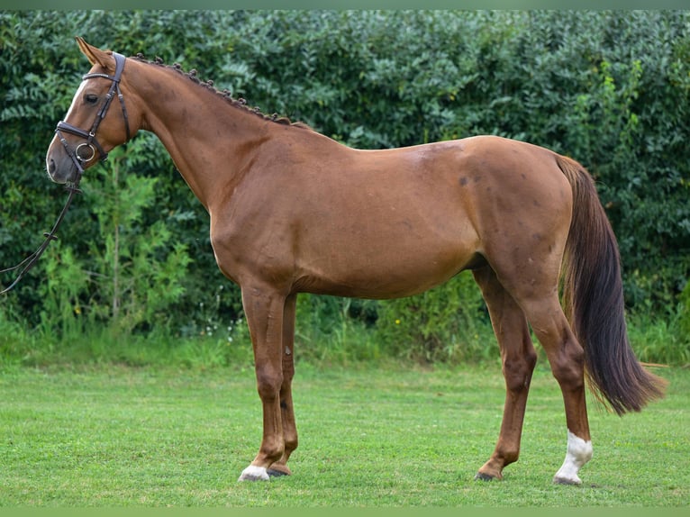 Deutsches Sportpferd Wallach 4 Jahre 164 cm Dunkelfuchs in Gomadingen