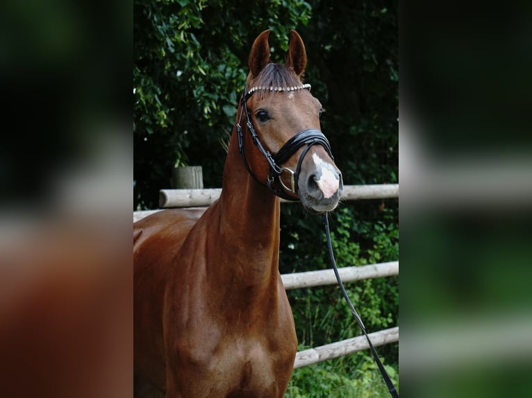 Deutsches Sportpferd Wallach 4 Jahre 164 cm Dunkelfuchs in Porta Westfalica
