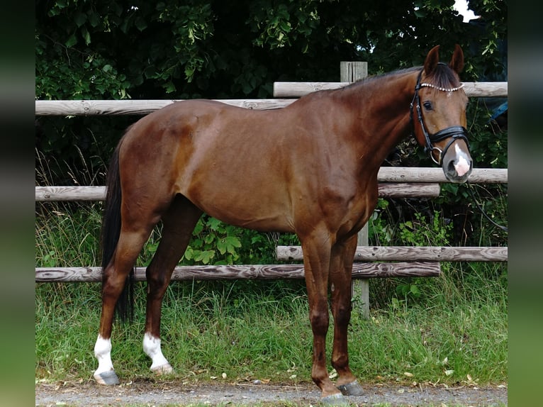 Deutsches Sportpferd Wallach 4 Jahre 164 cm Dunkelfuchs in Porta Westfalica