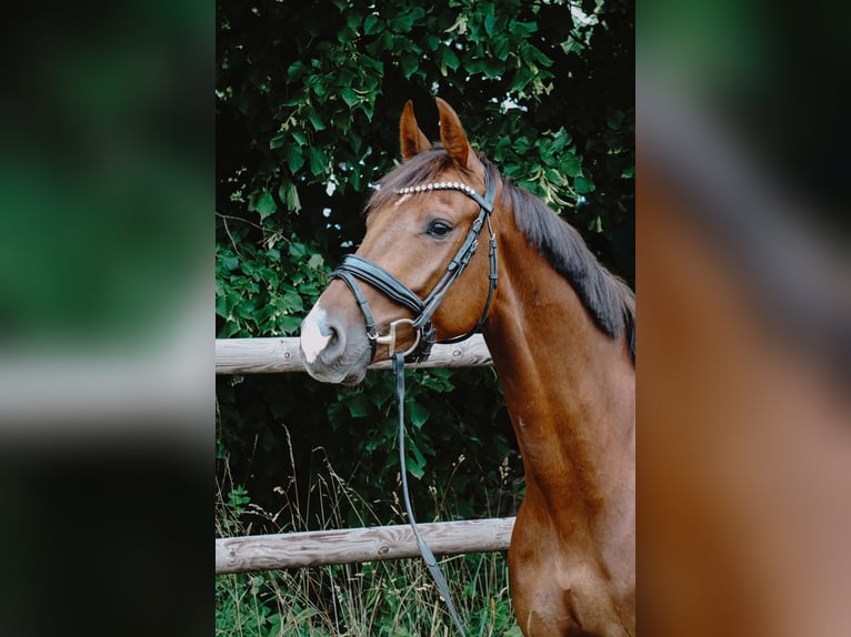 Deutsches Sportpferd Wallach 4 Jahre 164 cm Dunkelfuchs in Porta Westfalica