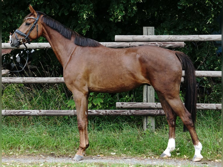 Deutsches Sportpferd Wallach 4 Jahre 164 cm Dunkelfuchs in Porta Westfalica