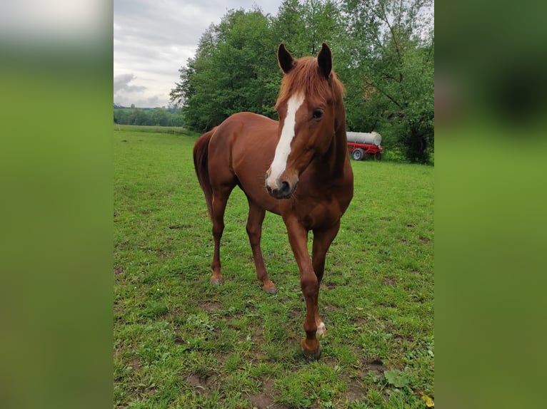 Deutsches Sportpferd Mix Wallach 4 Jahre 164 cm Fuchs in Hünfeld