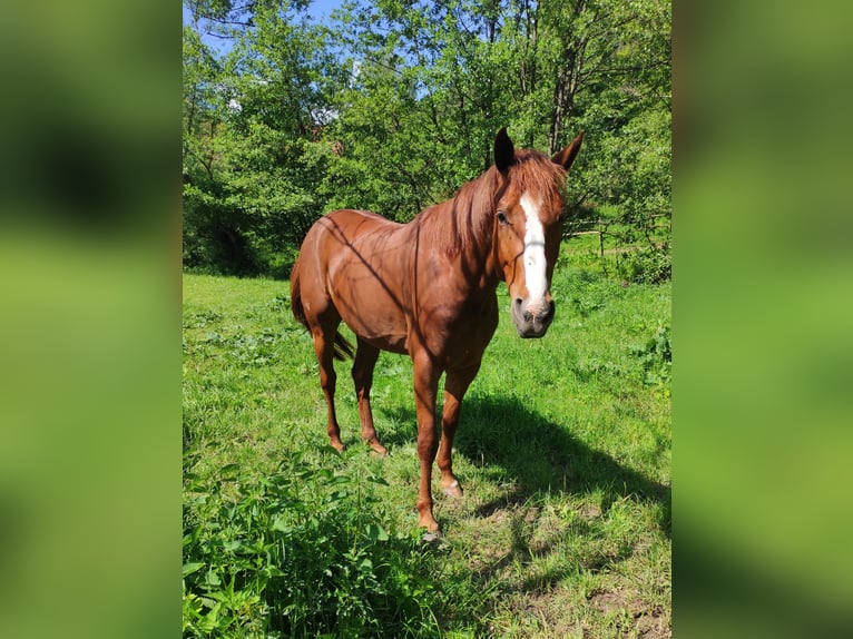 Deutsches Sportpferd Mix Wallach 4 Jahre 164 cm Fuchs in Hünfeld