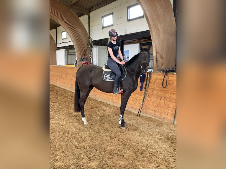 Deutsches Sportpferd Wallach 4 Jahre 164 cm Rappe in Ilsfeld