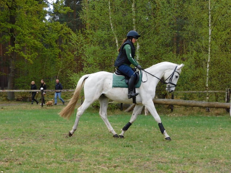 Deutsches Sportpferd Wallach 4 Jahre 164 cm Schimmel in Sperenberg