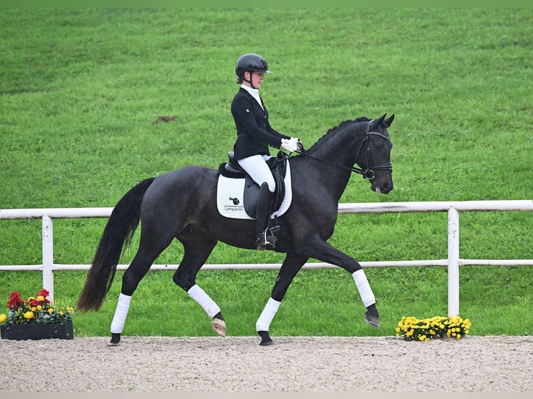 Deutsches Sportpferd Wallach 4 Jahre 164 cm Schwarzbrauner in Gomadingen