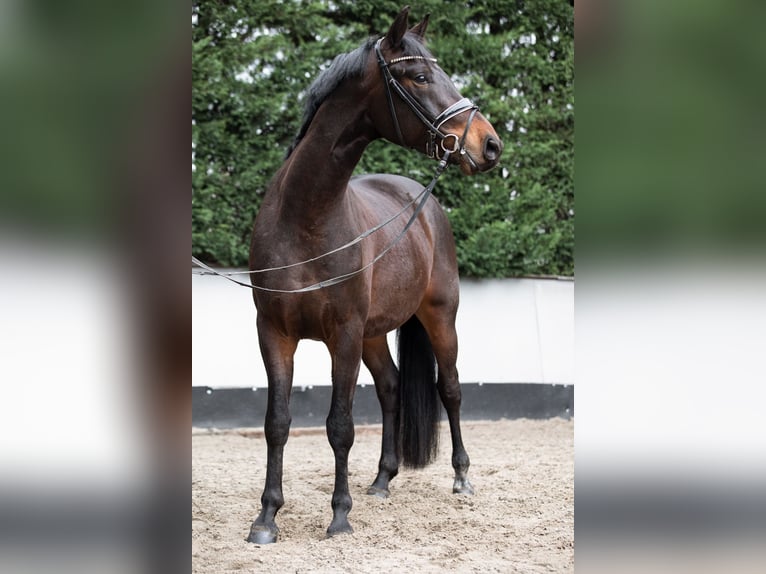 Deutsches Sportpferd Wallach 4 Jahre 165 cm Brauner in Priestewitz