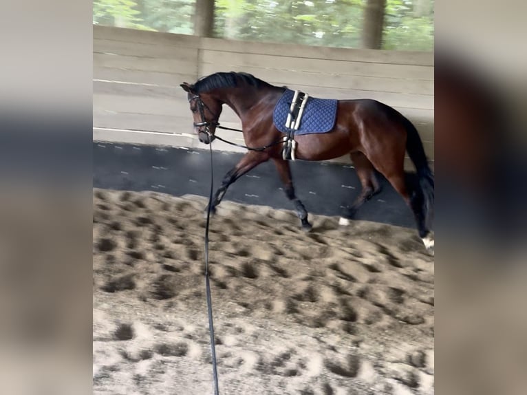 Deutsches Sportpferd Wallach 4 Jahre 165 cm Brauner in Straubing