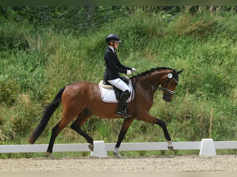Deutsches Sportpferd Wallach 4 Jahre 165 cm Brauner in Kamern
