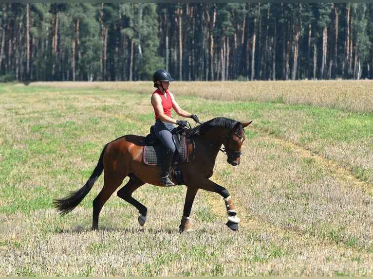 Deutsches Sportpferd Wallach 4 Jahre 165 cm Brauner in Kamern