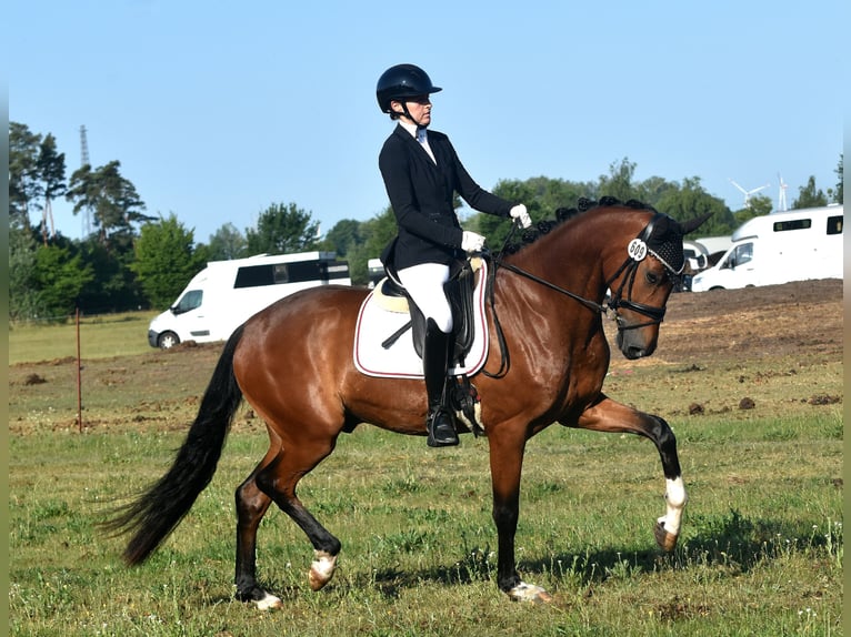 Deutsches Sportpferd Wallach 4 Jahre 165 cm Brauner in Kamern