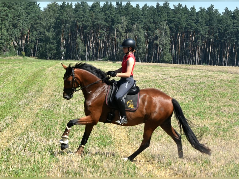 Deutsches Sportpferd Wallach 4 Jahre 165 cm Brauner in Kamern