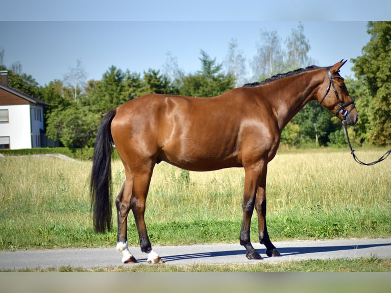 Deutsches Sportpferd Wallach 4 Jahre 165 cm Brauner in Jengen