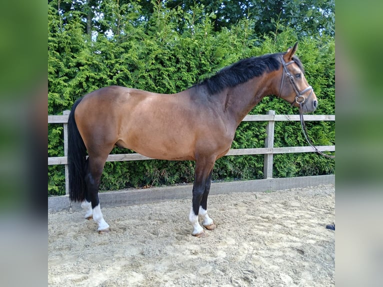 Deutsches Sportpferd Wallach 4 Jahre 165 cm Brauner in Lohne (Oldenburg)